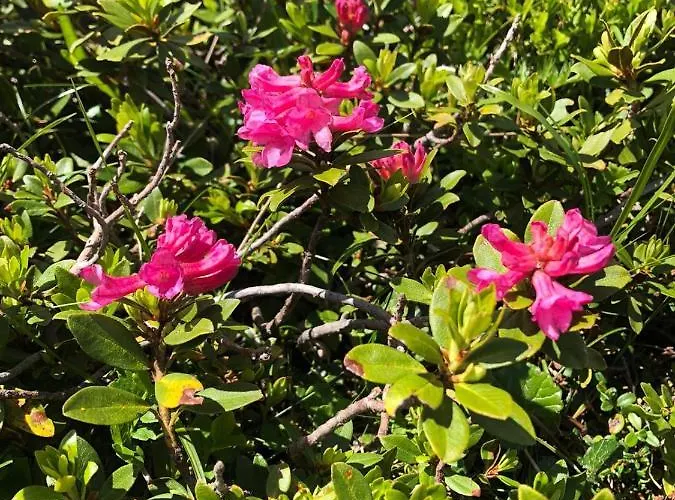 Moosbacher-huette * Aichberg